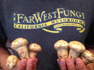 Mastutake Mushrooms!
