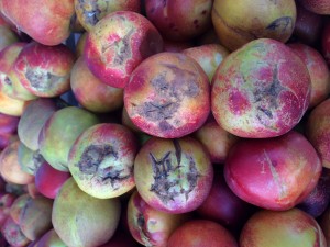 Scarred (and sweet!) nectrines at Twin Girls Farm's booth